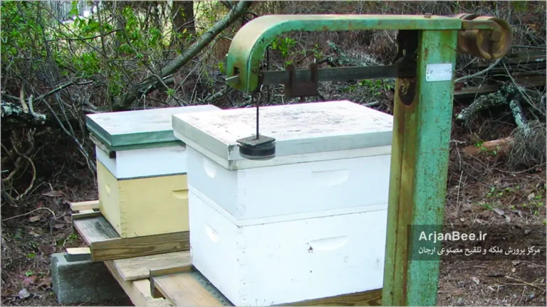 وزن کردن کندوی زنبور عسل