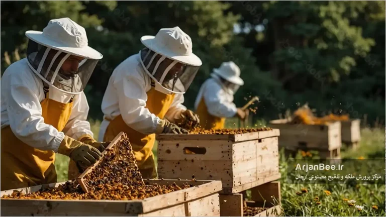 بازدید زنبوردارها از کندوهای زنبور عسل