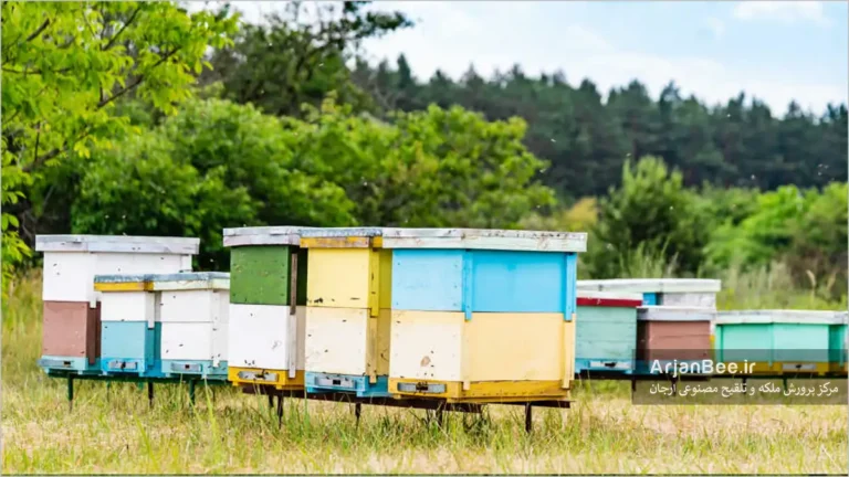 تصویری از کندوهای لانگستروت در طبیعت