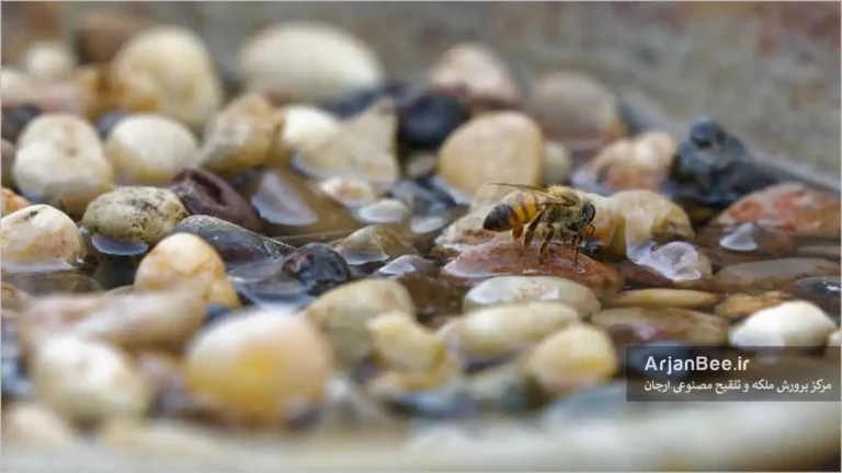 زنبور عسل در حال آب خوردن