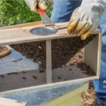 زنبور بسته بندی یا زنبور پاکتی