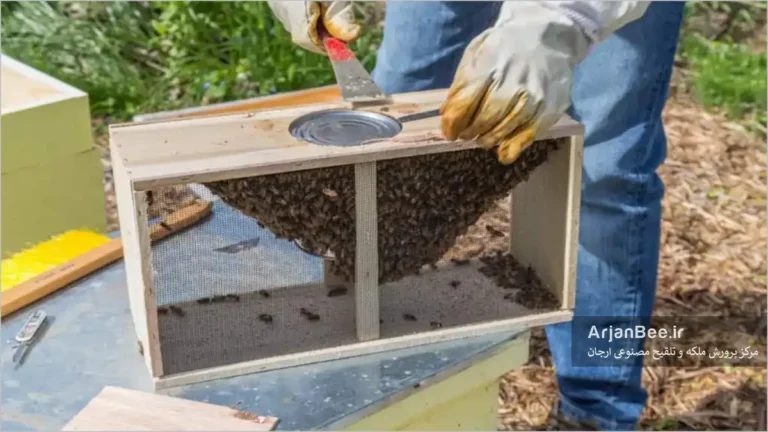 زنبور بسته بندی یا زنبور پاکتی