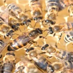 زنبور ملکه که توسط کارگرها و ملازمان اجاطه شده