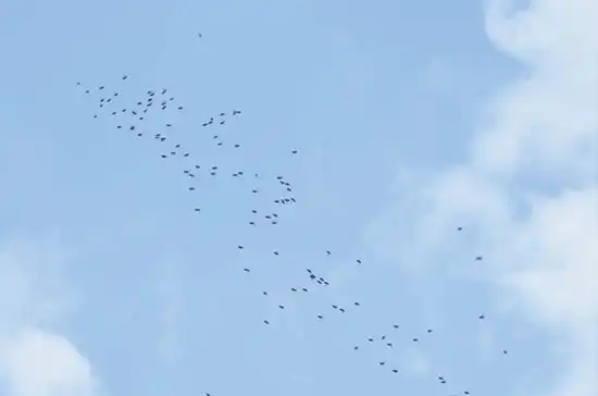 جمعی از نرها که یک ملکهٔ باکره را تعقیب می‌کنند