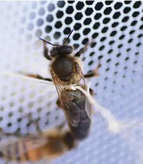 ملکهٔ باکره بسته شده با نخ خیاطی