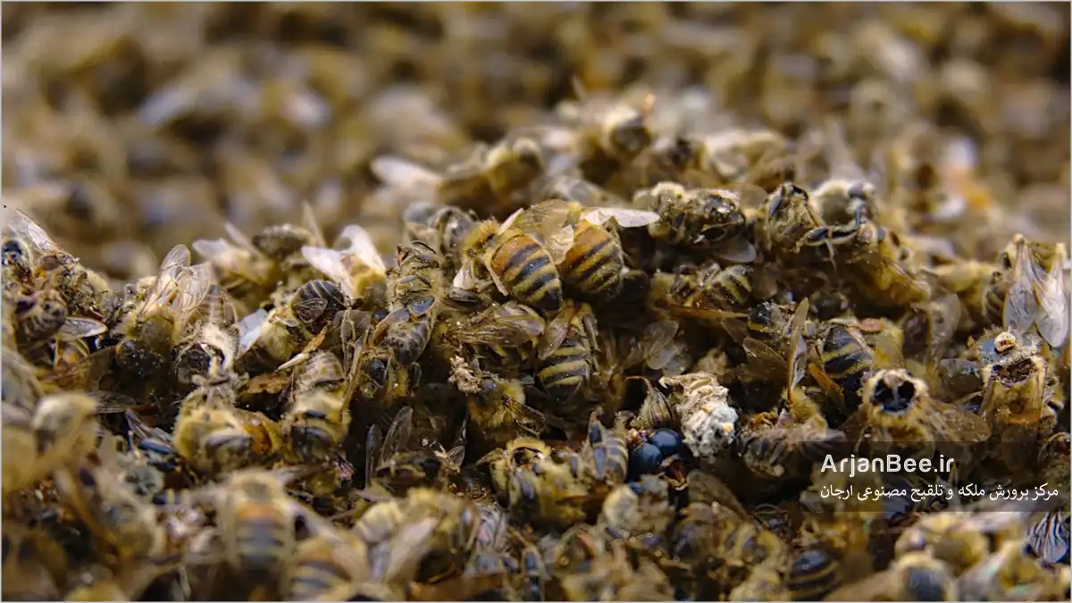 تلفات زنبورهای عسل ناشی از سموم دفع آفات