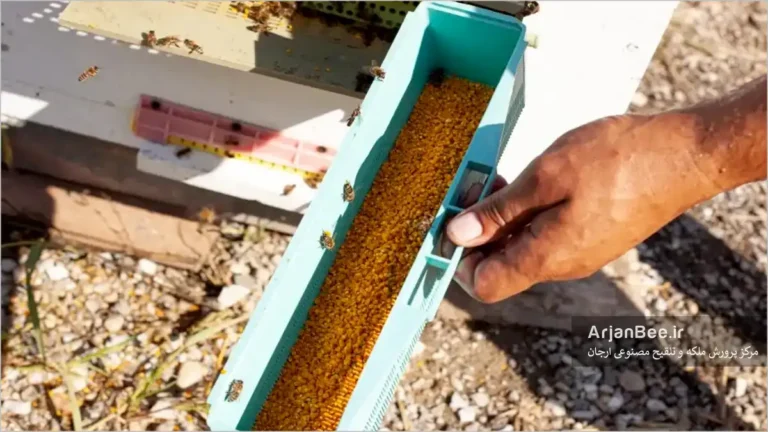 جمع آوری گرده گل