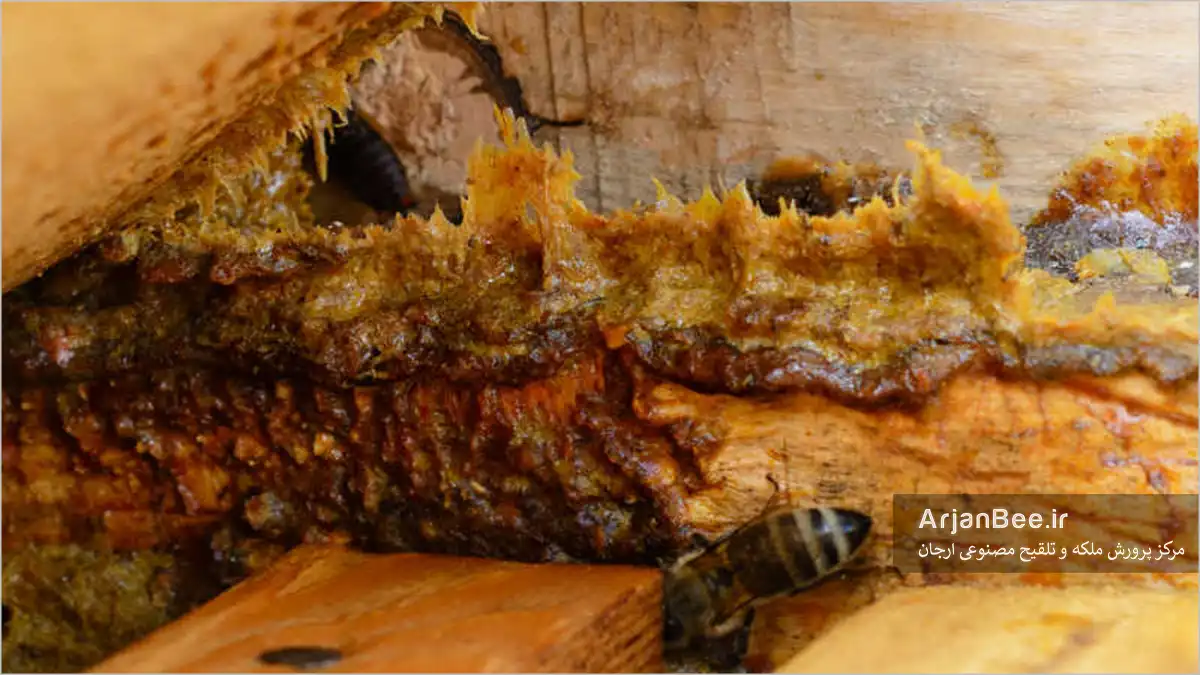 بره موم روی درب کندو