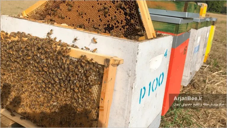 کندوهای پبج قابی