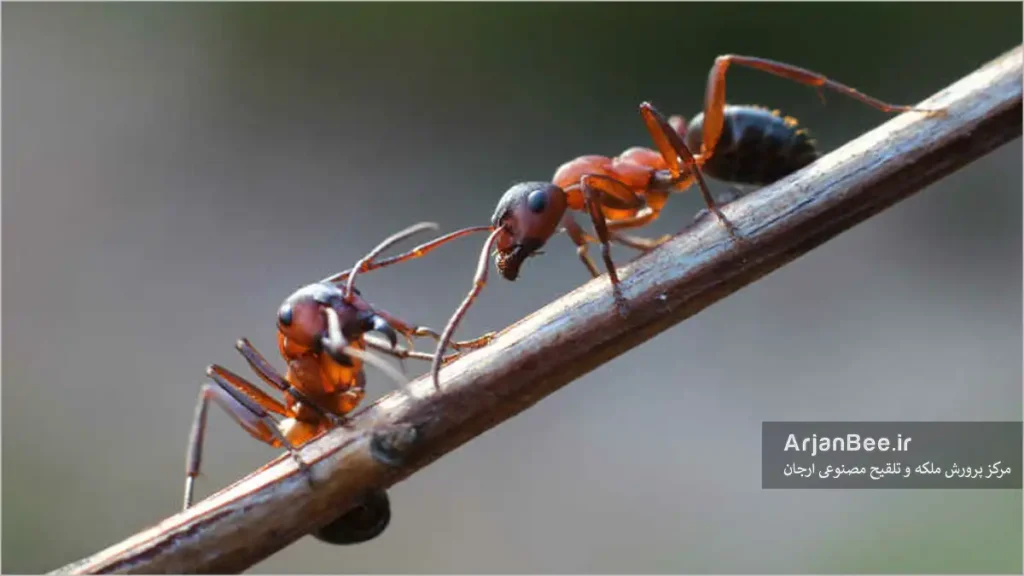 خطرات مورچهها برای کندوی زنبور عسل