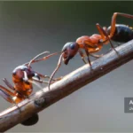 خطرات مورچه‌ها برای کندوی زنبور عسل