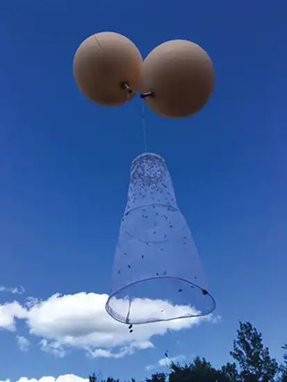 تلهٔ شکار نر در حال فعالیت.