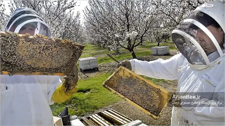 زنبوردار هنگام بازدید کندو