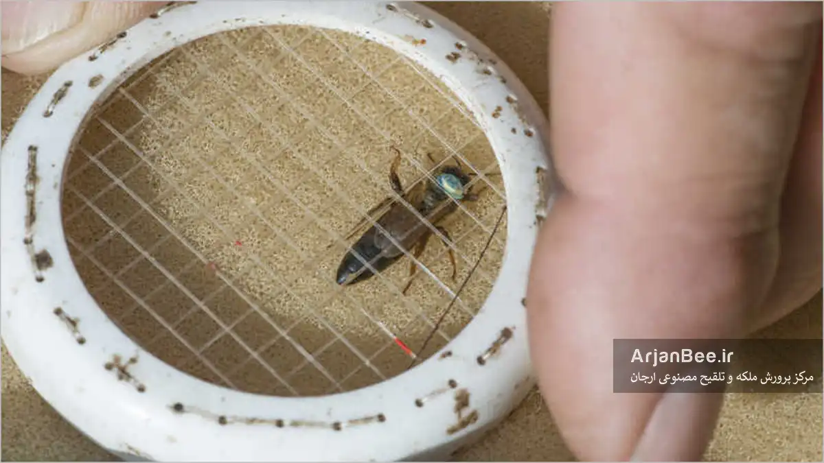 راهنمای علامت گذاری زنبور ملکه؛ آموزش مرحله به مرحله 6 قفس باعث می شود که زنبور عسل ملکه را بسیار ساده تر کند