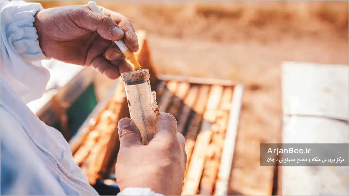 راهنمای علامت گذاری زنبور ملکه؛ آموزش مرحله به مرحله 7 علامت گذاری یک زنبور عسل ملکه با ابزار علامت گذاری ملکه