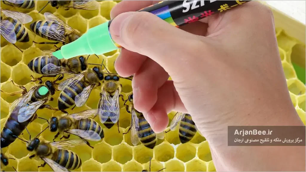 زنبور ملکهای که با رنگ علامتگذاری شده