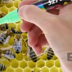 راهنمای علامت گذاری زنبور ملکه؛ آموزش مرحله به مرحله 3 زنبور ملکهای که با رنگ علامتگذاری شده