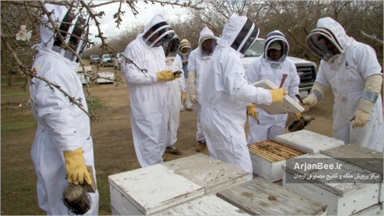 کارتحقیق روز کلنی های زنبور عسل