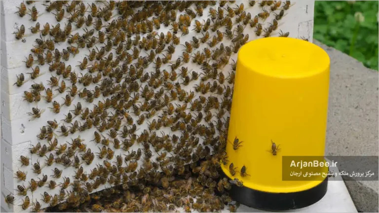 رفتار شست و شویی در زنبور عسل