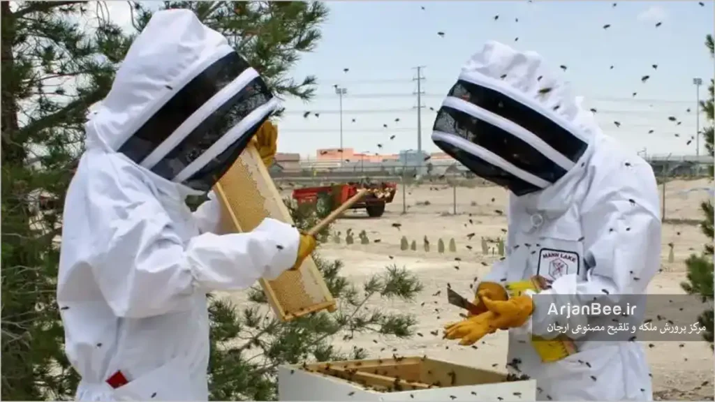 بازدید کندوی زنبور عسل