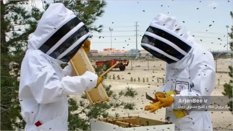 بازدید کندوی زنبور عسل