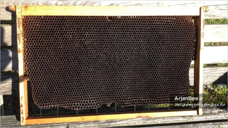 شانه عسل قدیمی کلنی زنبور عسل