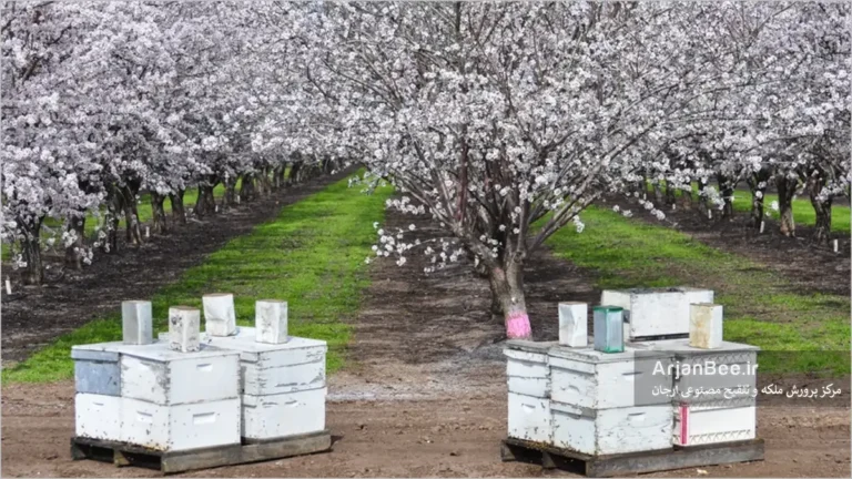 گرده افشانی باغات بادام بوسیله زنبور عسل