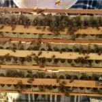 نگهداری انبوه ملکههای جفت خورده در بانک ملکه زنبور عسل 2 نگهداری انبوه ملکه در بانک ملکه