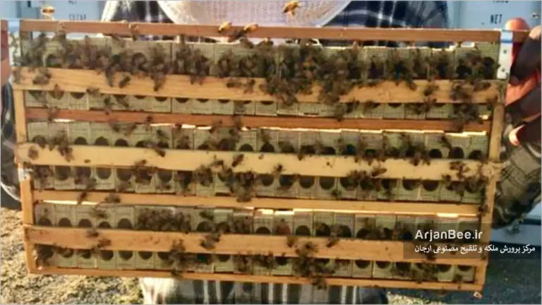 نگهداری انبوه ملکه‌ در بانک ملکه