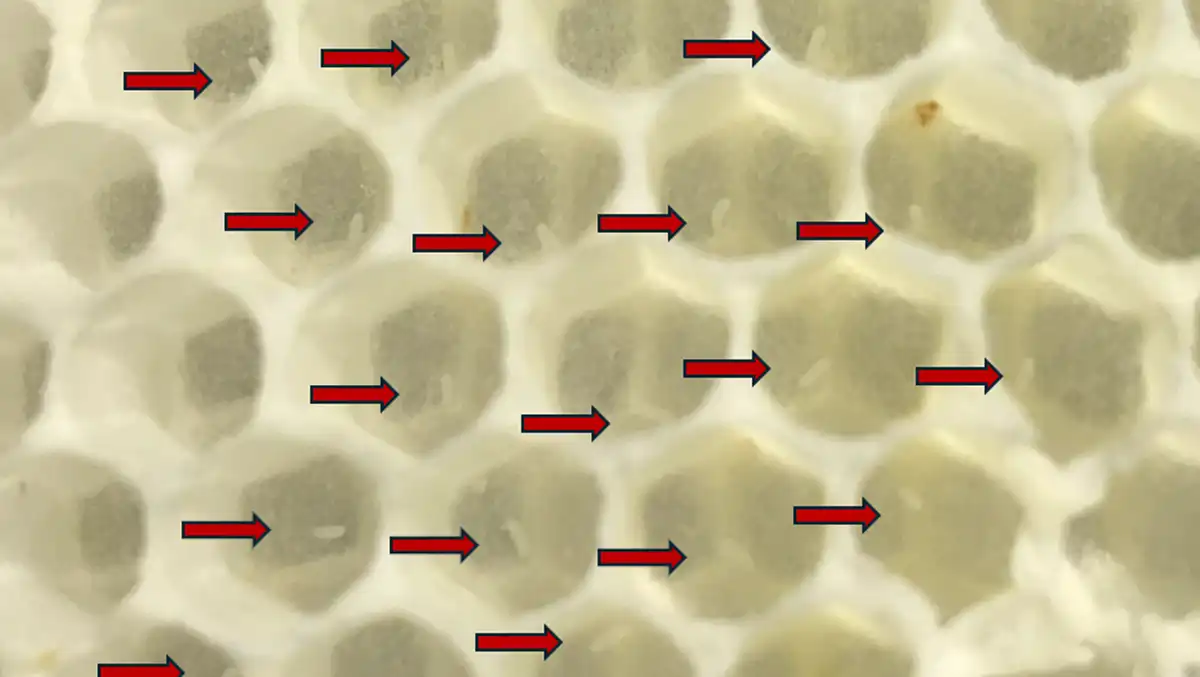 پایش دمای کندو با ابزارهای نوین؛ کنترل بچه دهی | بخش 2 9 شکل ۳ : این کلنی بچه دهی کرد و با موفقیت ملکه جدیدی پرورش داد. با یافتن تخمها (فلشهای قرمز)، تأیید کردم که ملکه تخمگذاری میکند. برای اطمینان از جفتخوردن درست ملکه، ۸ روز دیگر صبر کنید تا لاروهای کارگر را ببینید.