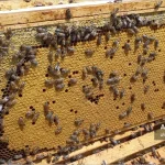 مدیریت قاب های کندو