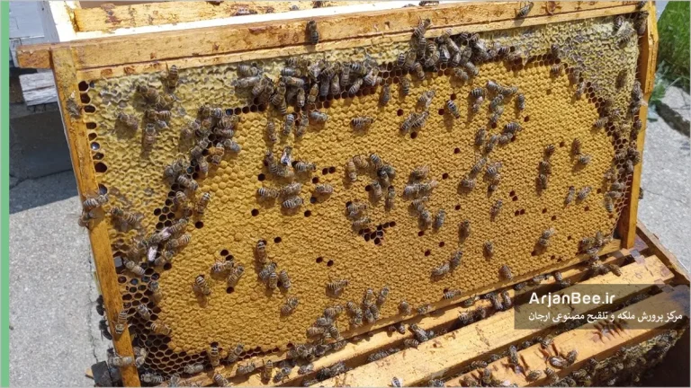 مدیریت قاب های کندو