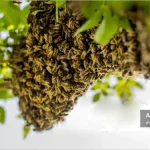 بچه دهی زنبور عسل