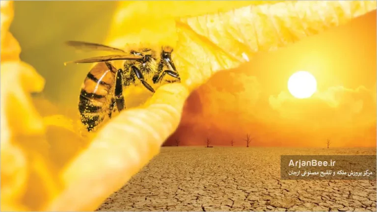 تاثیرگذاری تغییرات اقلیمی بر روی زنبور عسل