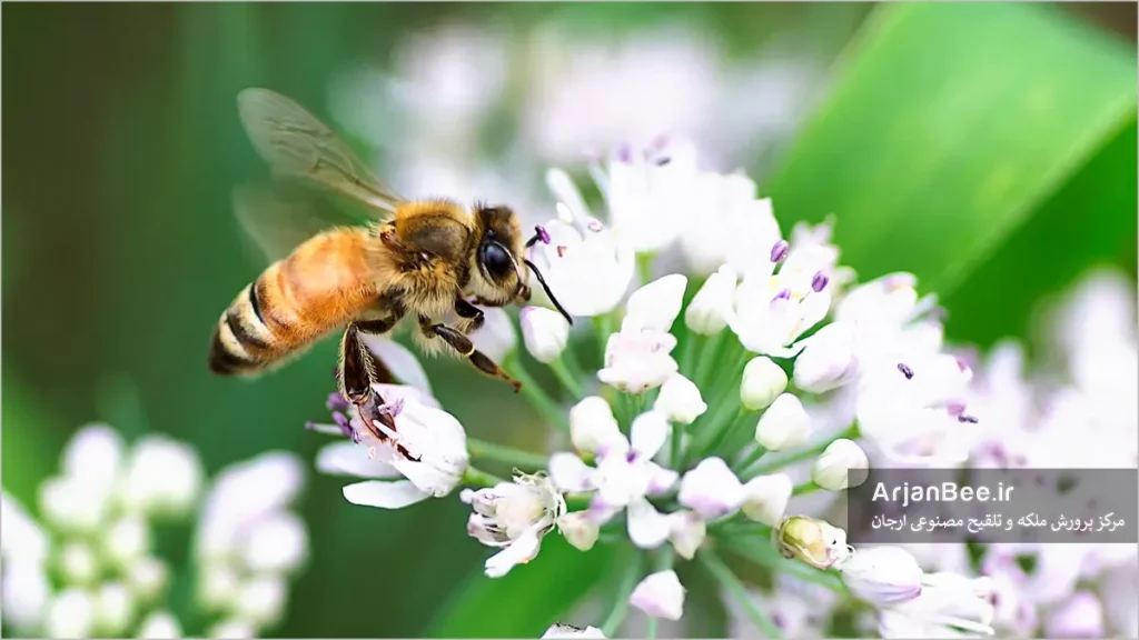 زنبور کارگر برای گرفتن شهد و گرده