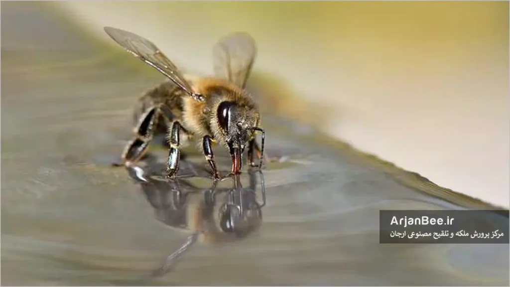 برداشت آب توسط زنبور کارگر