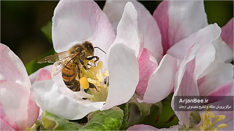 جمع آوری گرده گل توسط زنبور عسل