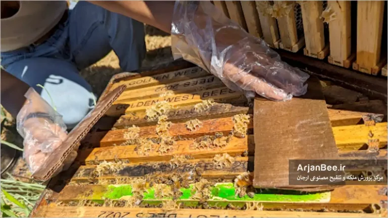 راهنمای جامع استفاده از اسید اگزالیک و گلیسیرین برای کنترل کنه واروآ در زنبورداری