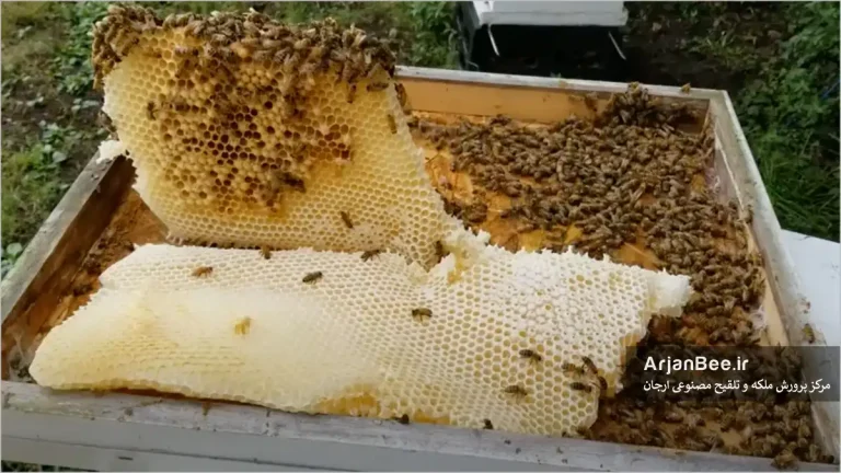 کندوهای زنبورعسل سالم و پویا