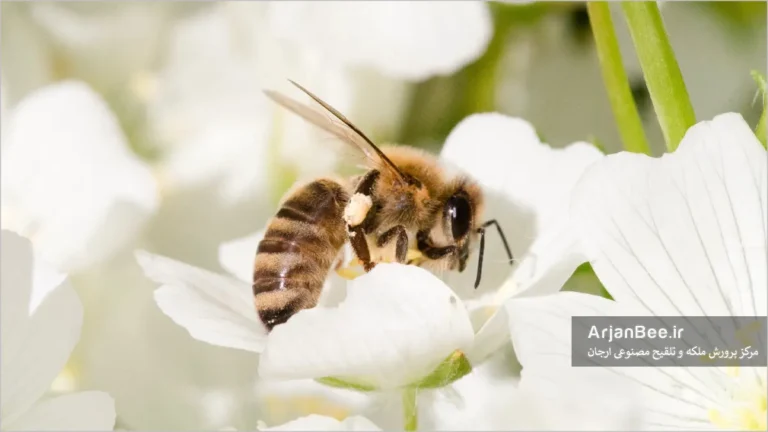 نقش تنوع گرده در تغذیه و سلامت زنبور عسل