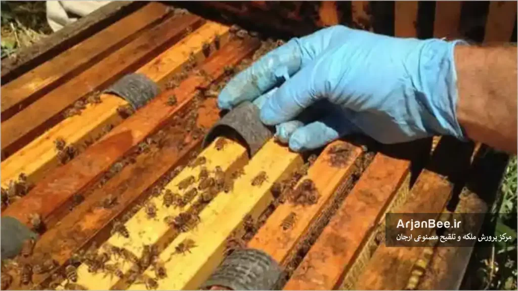 ترکیب اسید اگزالیک با گلیسیرین برای مدیریت کنه واروآ