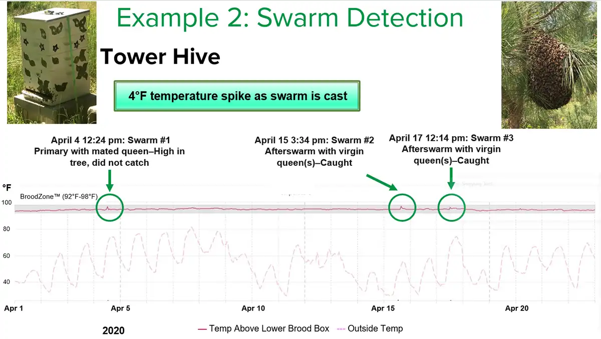 پایش دمای کندو با ابزارهای نوین؛ کنترل بچه دهی | بخش 2 7 شکل ۱ : بهدلیل افزایش ۲ درجه سانتیگراد در دمای داخلی همزمان با خروج بچه ، حسگر دما میتواند به زنبوردار هشدار دهد که کلنی بچه دهی کرده است. کندوی تاور سه بار بچه دهی کرد که با فلشهای سبز نشان داده شدهاند.