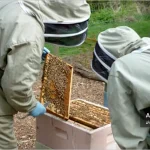 چرا درمان های واروآ با غلظت مشابه نتایج متفاوتی دارند؟ 5 زنبوردار در حال تقسیم کندو