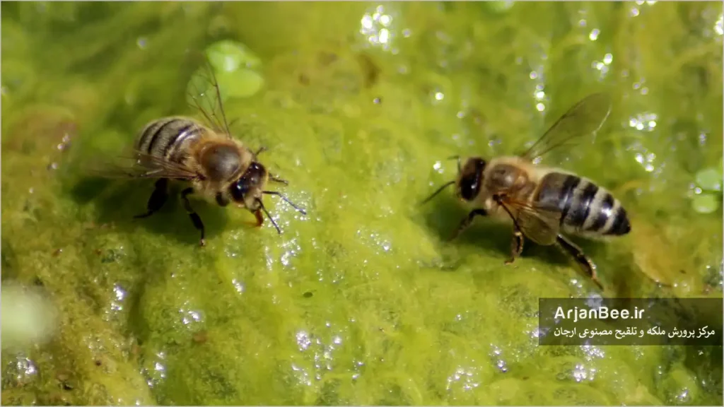 آب لغزنده زنبورها را جذب می‌کند، احتمالاً به‌خاطر بوی جلبک است.