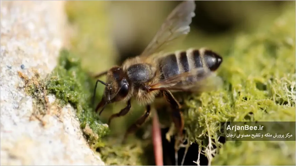 مناطق پوشیده از خزه از محبوب‌ترین مکان‌ها برای زنبورها هستند، زیرا خزه مقدار زیادی آب در خود نگه می‌دارد و برای مدت طولانی مرطوب باقی می‌ماند.