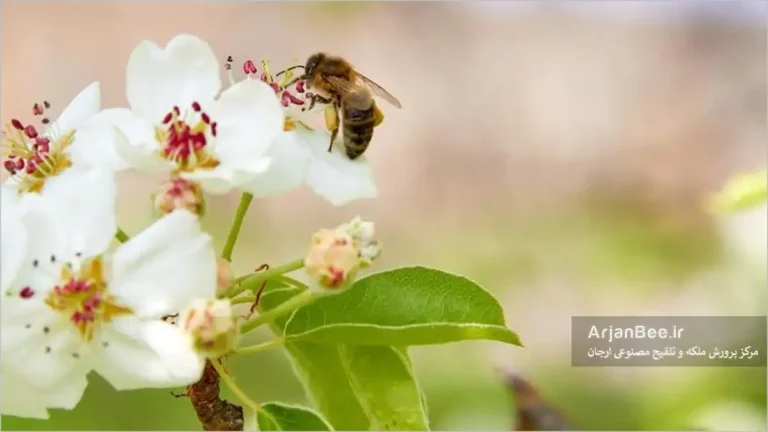 گردآوری شهد و گرده توسط زنبور کارگر