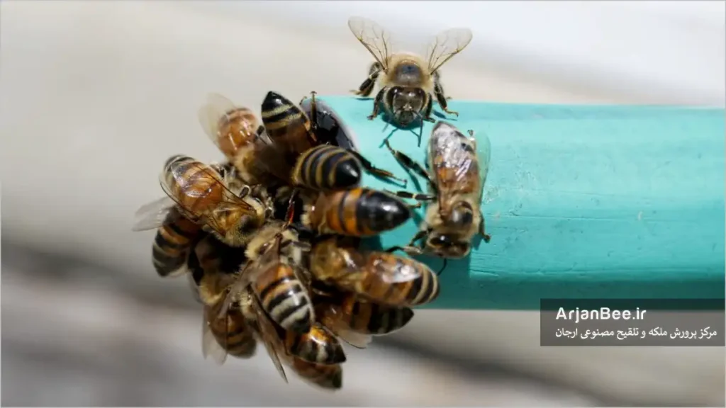 این شلنگ به آرامی چکه می‌کرد و دسته‌ای از زنبوران تشنه را جذب می‌کرد. اگر آب حاوی کلر بود، احتمالاً پیدا کردن آن برای زنبورها آسان‌تر بود.