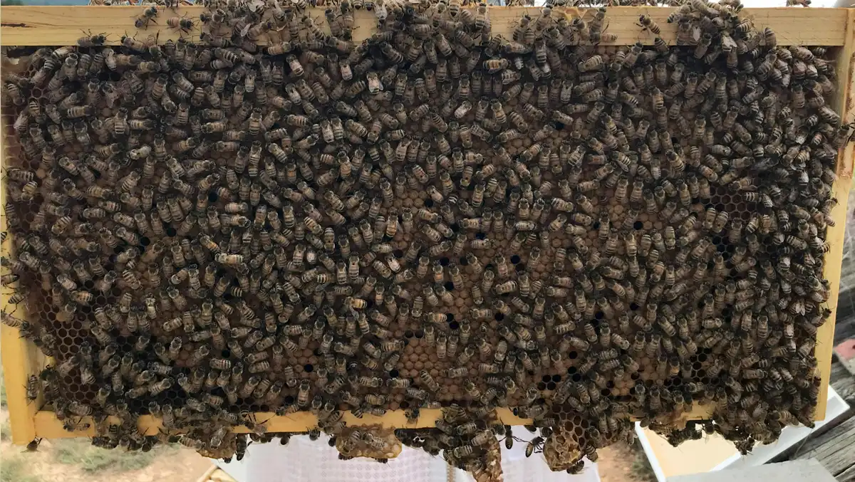 پایش دمای کندو با ابزارهای نوین؛ کنترل بچه دهی | بخش 2 10 شکل ۴ : ملکه جدید گروه بچه دهی بهخوبی تخمگذاری میکند، همانطور که از فراوانی لاروهای سرپوش گذاری شده کارگر مشخص است.