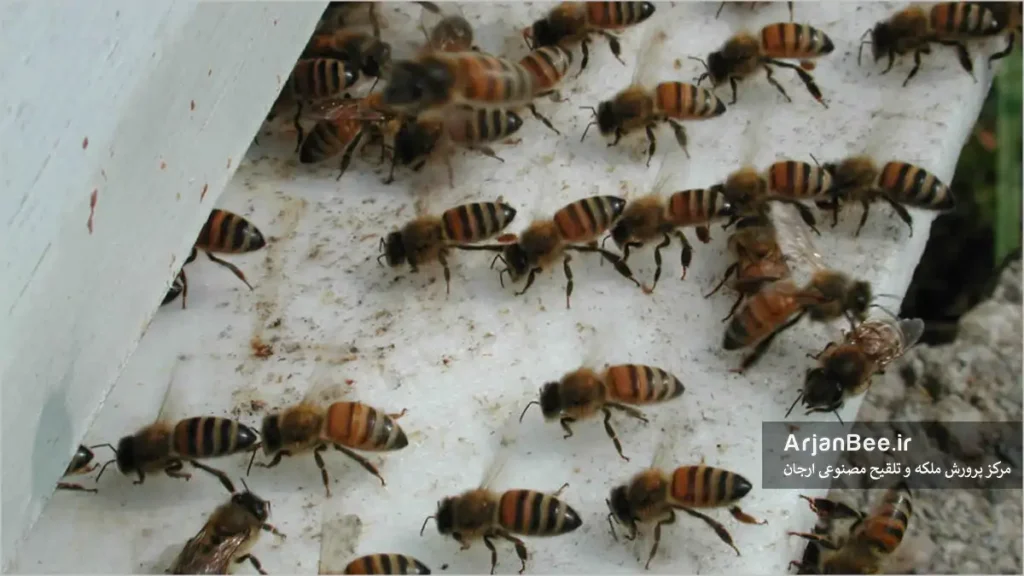 زیست شناسی زنبور
