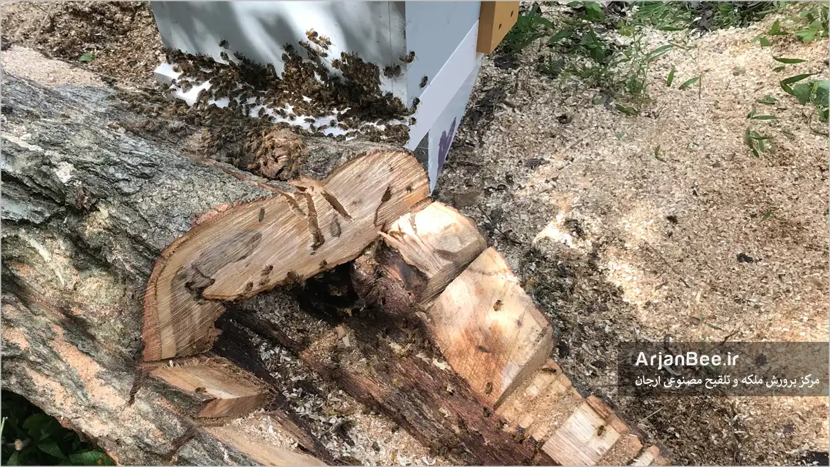 شکل ۱: شرکت برق درختی را قطع کرد و از من خواست زنبورها را از داخل آن خارج کنم. حفرهٔ درون این درخت با دیواره‌هایی به ضخامت حدود ۱3 سانتی‌متر عایق‌کاری بسیار خوبی دارد، عایق نامحدودی در بالا و پایین حفره وجود دارد و تنها یک ورودی کوچک در پایین آن دیده می‌شود.